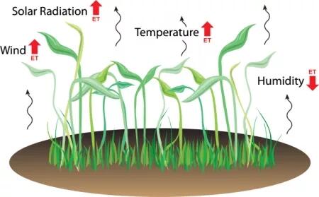 news-Rika Sensors-Evapotranspiration: What It Is and How It Is Helpful-img